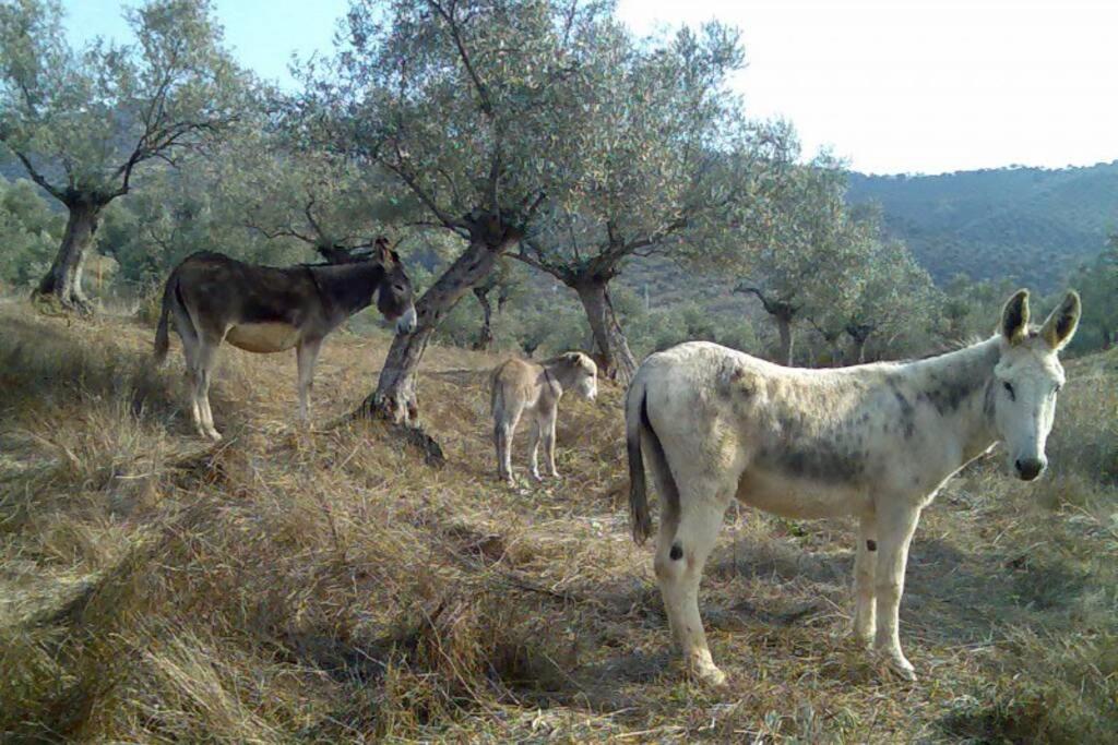 Cortijo "Era Grande 2" Villa Córdoba Eksteriør bilde