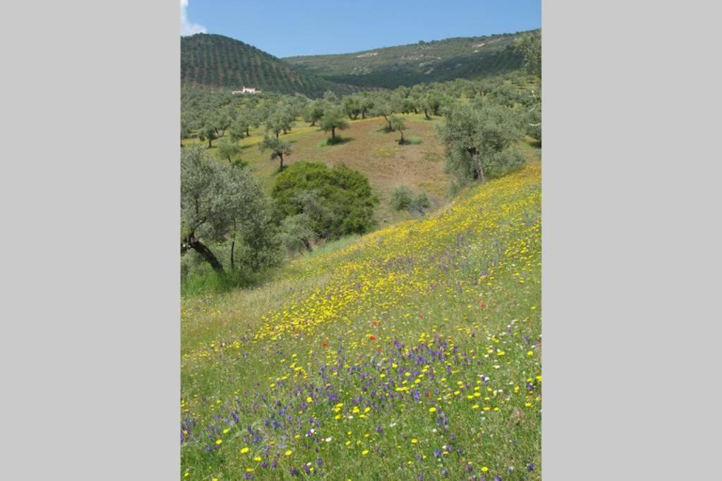 Cortijo "Era Grande 2" Villa Córdoba Eksteriør bilde