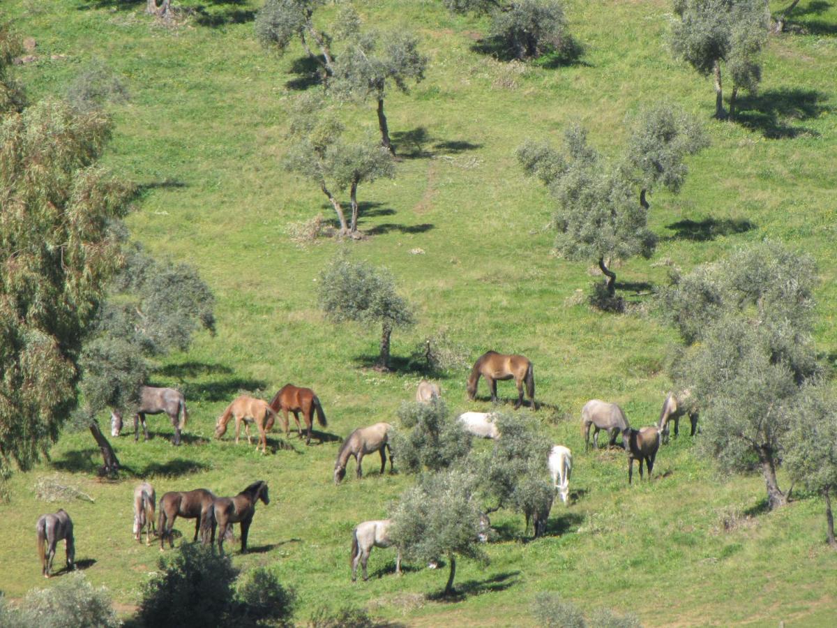Cortijo "Era Grande 2" Villa Córdoba Eksteriør bilde
