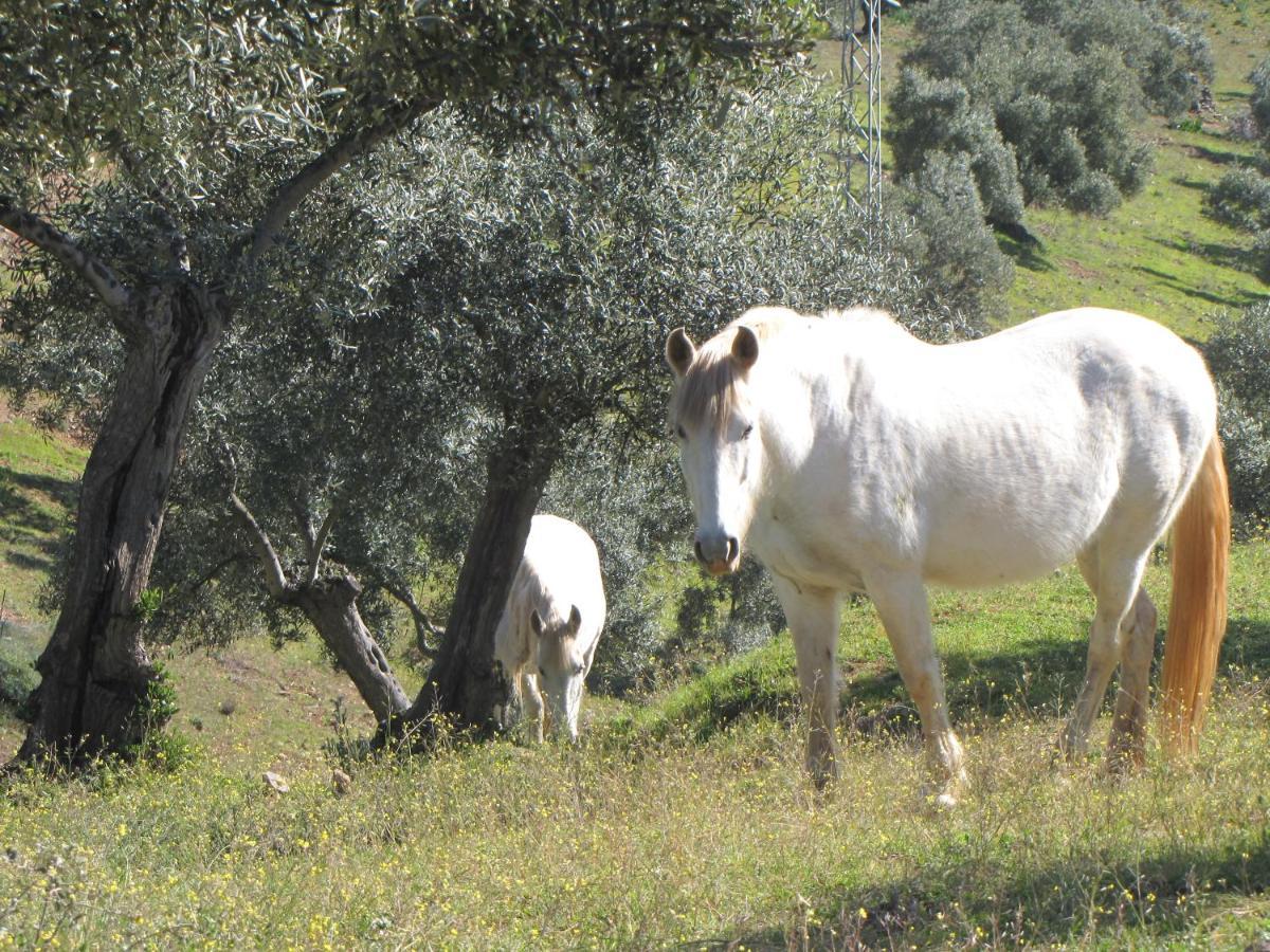 Cortijo "Era Grande 2" Villa Córdoba Eksteriør bilde