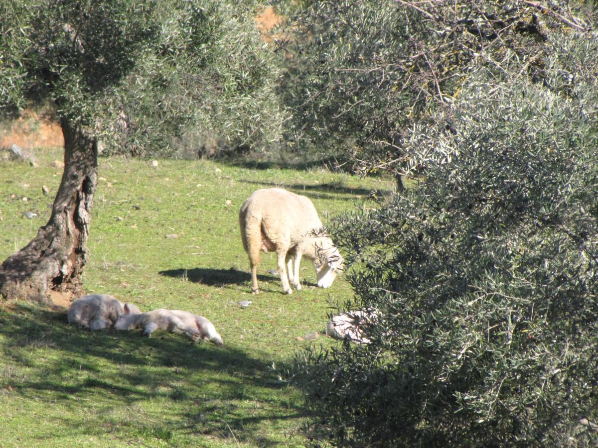 Cortijo "Era Grande 2" Villa Córdoba Eksteriør bilde